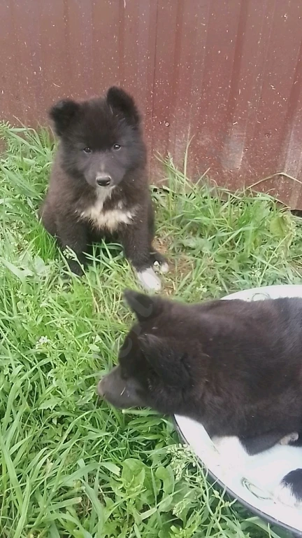 Девочка метис Лапхунт и РЕЛ