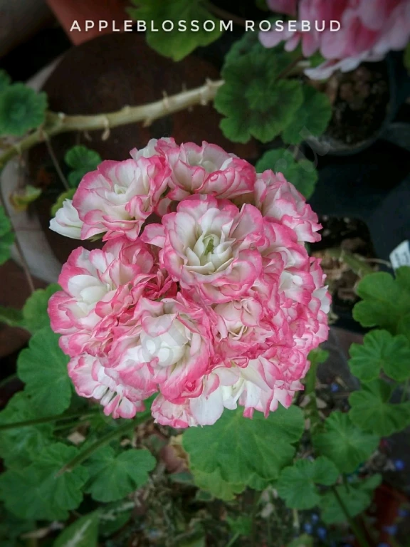 Пеларгония герань Appleblossom rosebud, Brocade salmon night