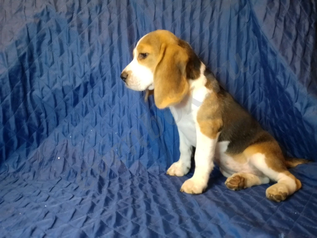 Щенок бигля