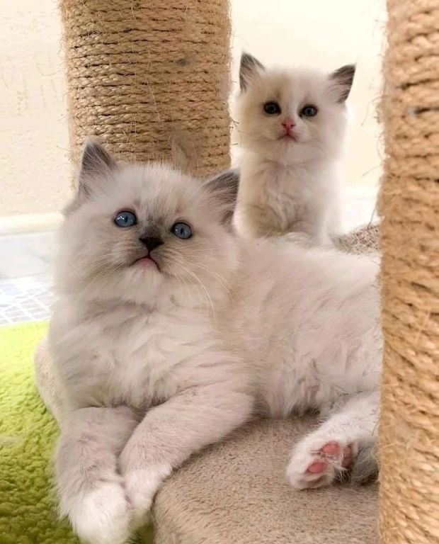 Девочки Рэгдолл