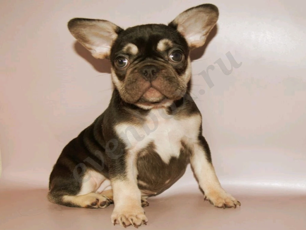 Щеночки французского бульдога