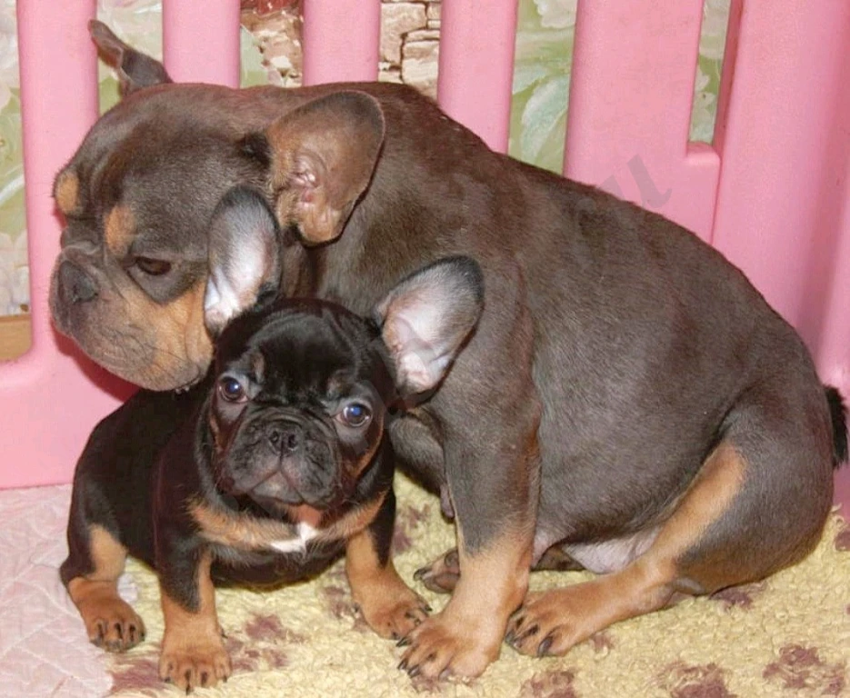 Щеночки французского бульдога