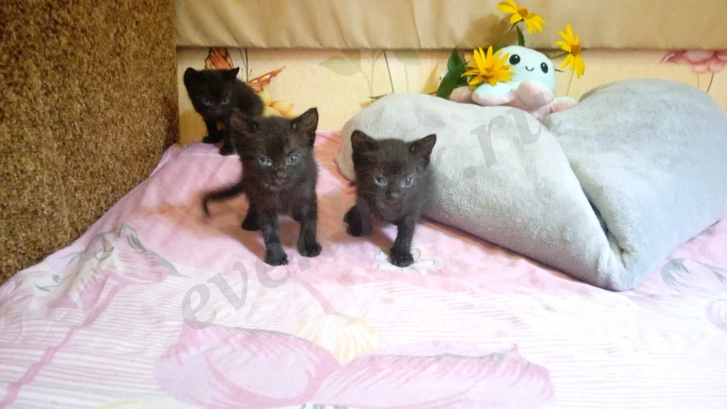 Черные котята мальчики