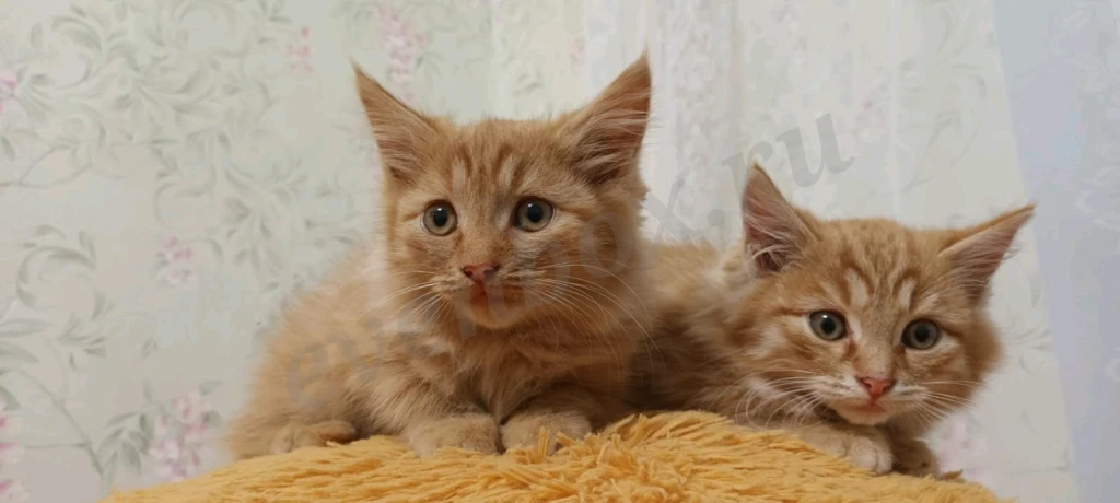 в добрые руки