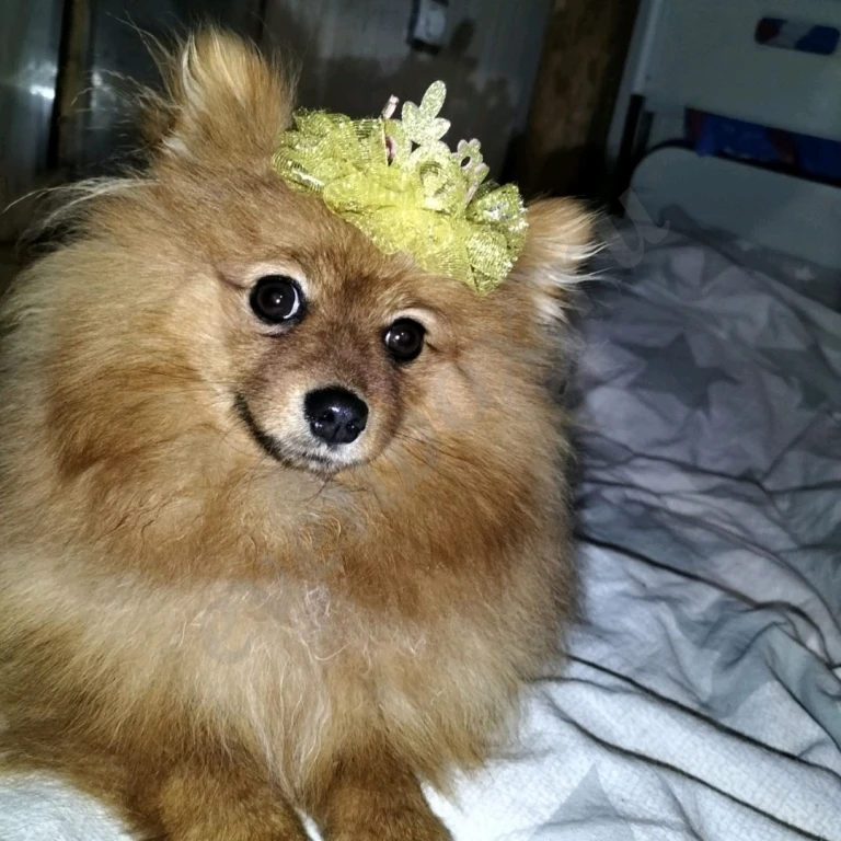 Малый немецкий шпиц