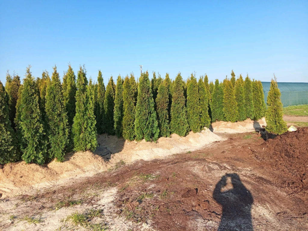 Туя Западная Смарагд 120-200 см, Туя Барабант, Ель Голубая