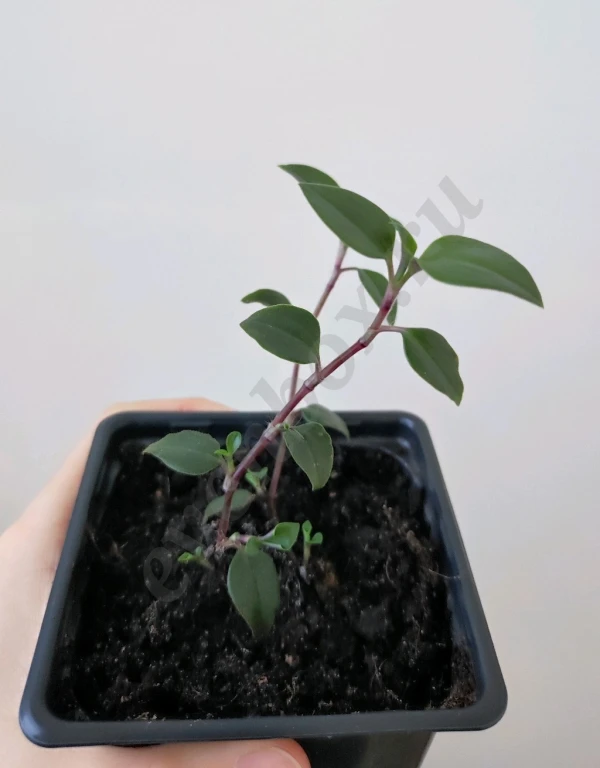 Рассада традесканции приречной