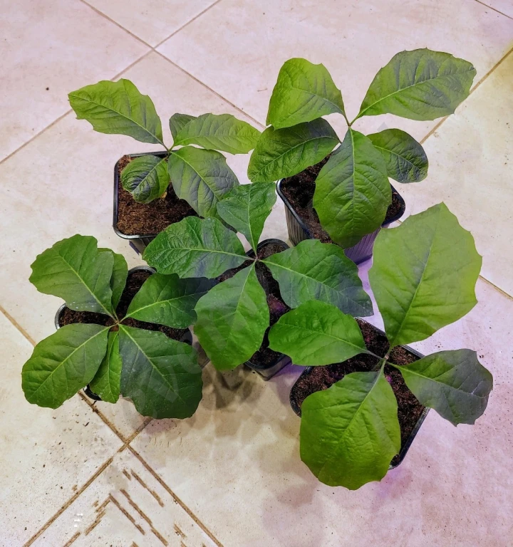 Саженцы красного дуба