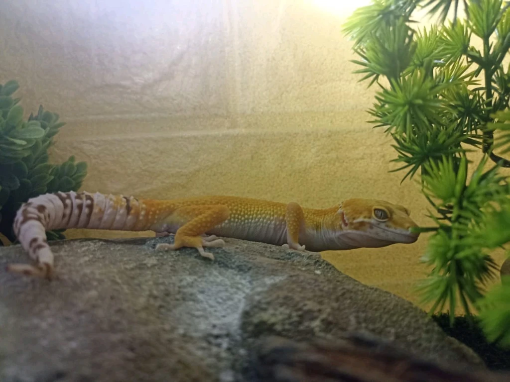 Эублефар с террариумом