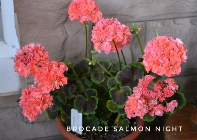 Пеларгония герань Appleblossom rosebud, Brocade salmon night