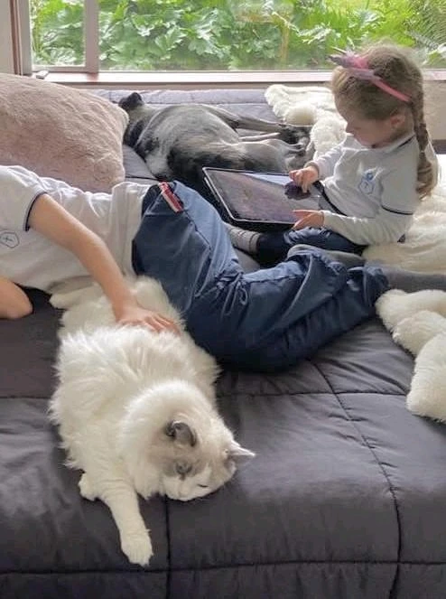 Кошечка Рэгдолл в разведение