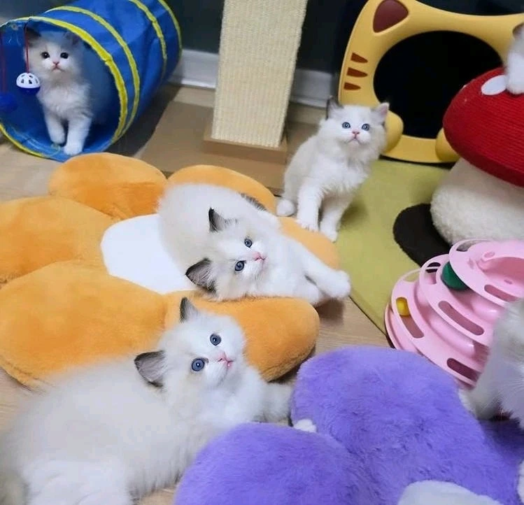 Котята Рэгдолл