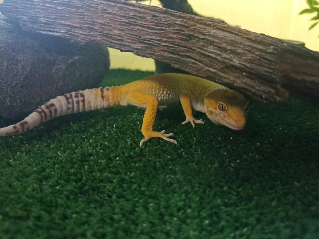 Эублефар с террариумом