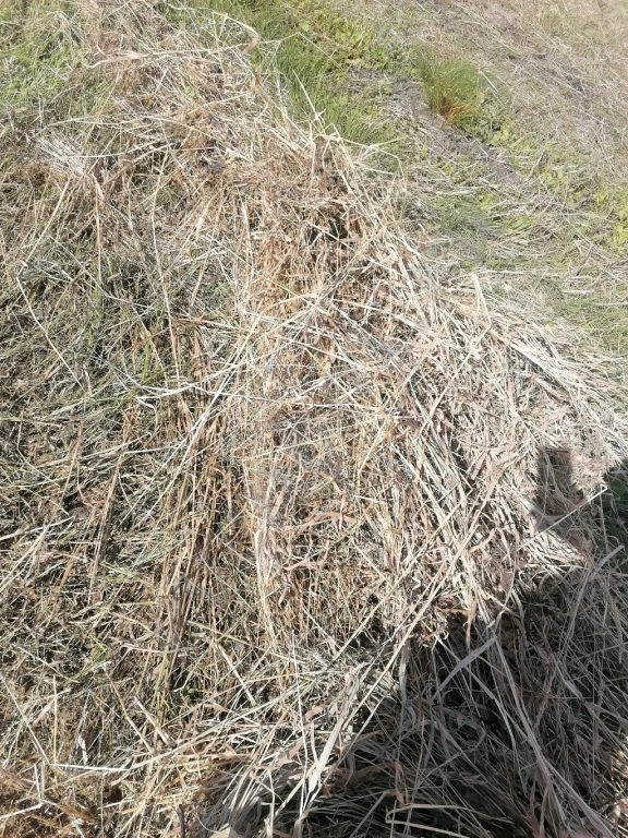 сено в рулонах и квадратных тюках