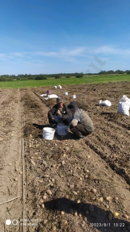 свойский картофель