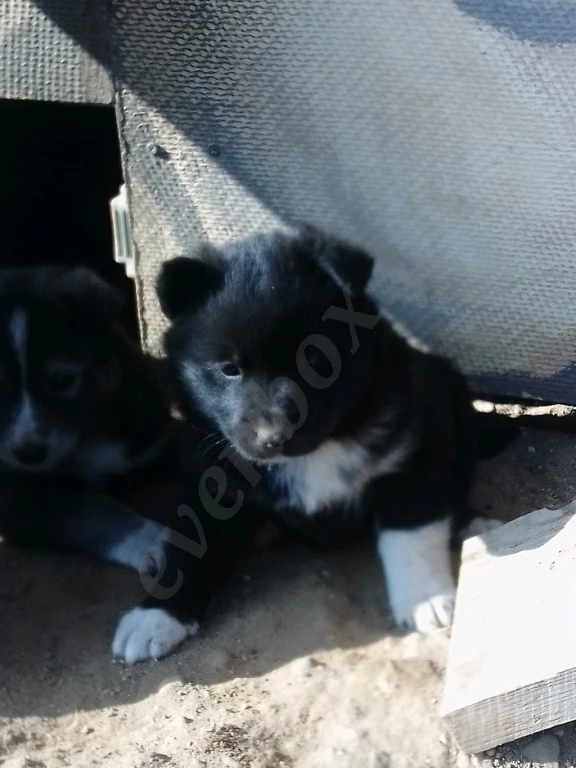 Девочка метис Лапхунт и РЕЛ