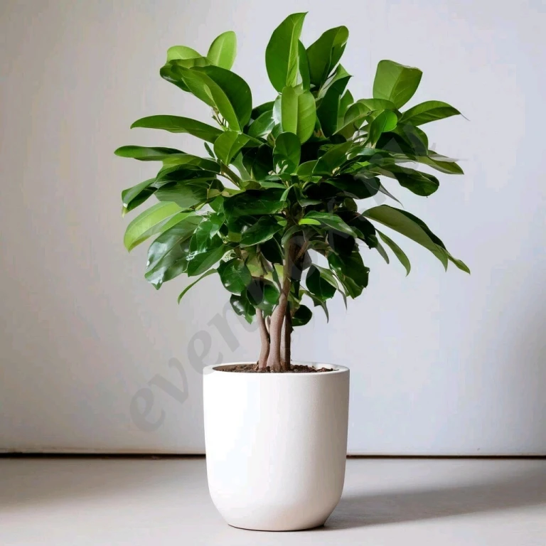 Услуги интерьерного озеленения и дизайна.