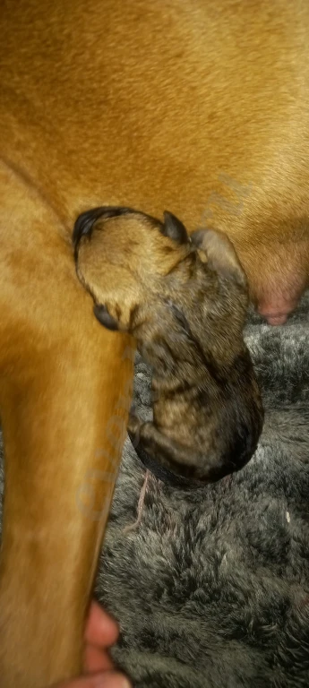 Щенки Американского Питбуля