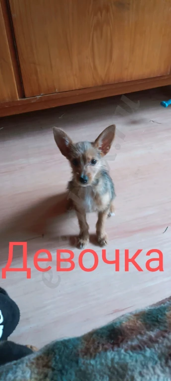 Йоркширский терьер щенки