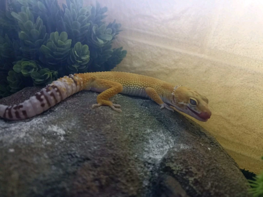 Эублефар с террариумом