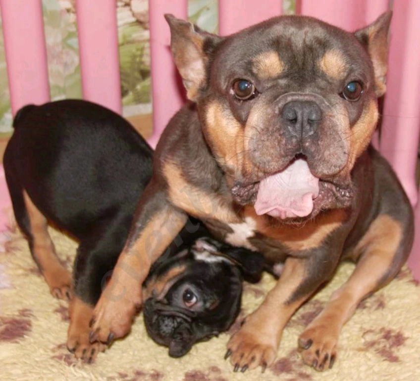 Щеночки французского бульдога