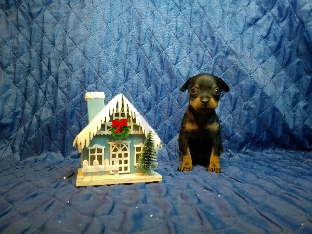 Щенки русского тоя