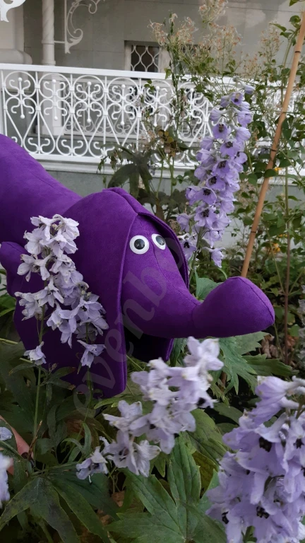 Такса Фиалка