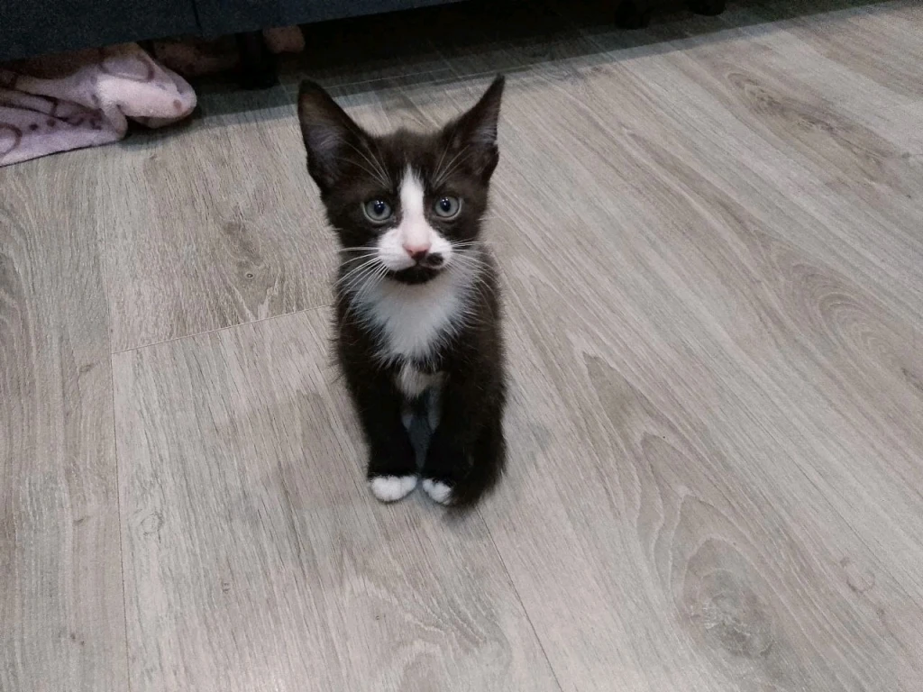 Отдаю котят в добрые руки!!!