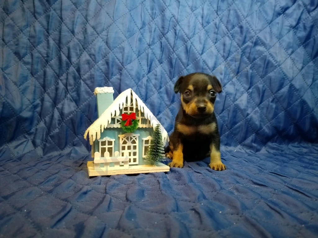 Щенки русского тоя