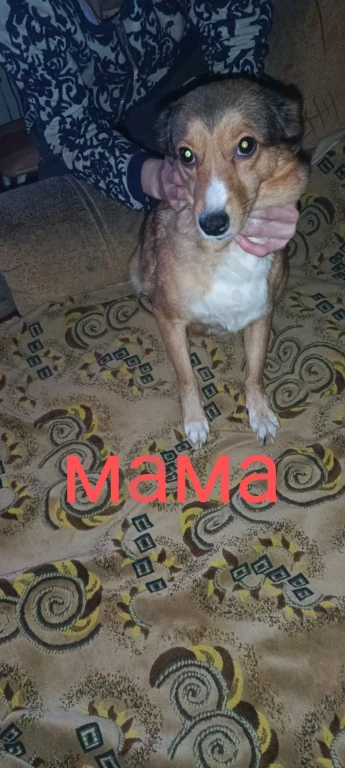 Йоркширский терьер щенки