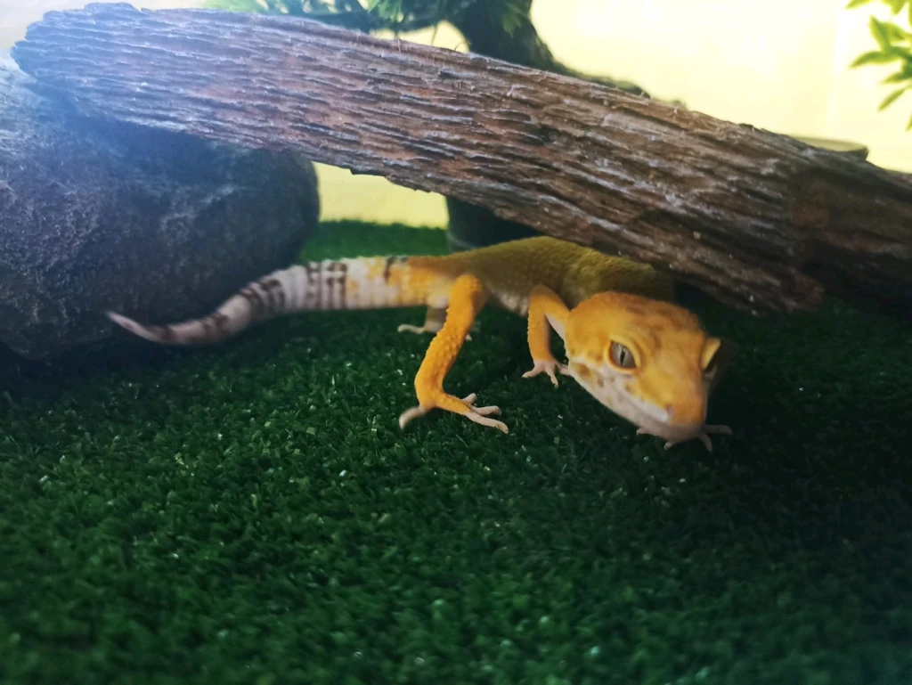 Эублефар с террариумом