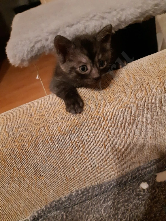 Отдам даром