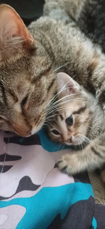 КОТА В ДОБРЫЕ РУКИ