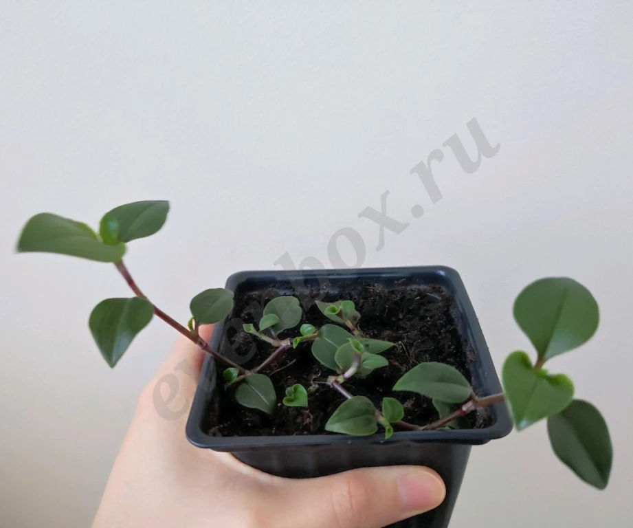 Рассада традесканции приречной