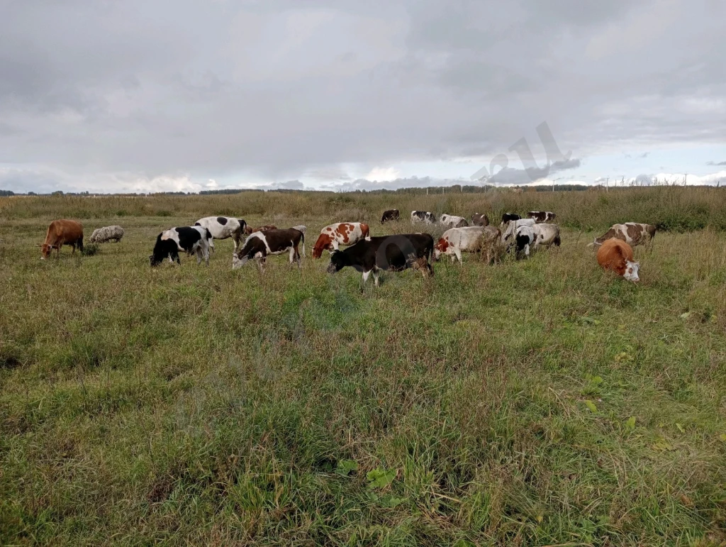 Участок с фермой