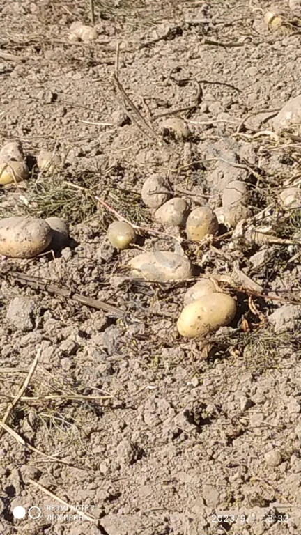 свойский картофель