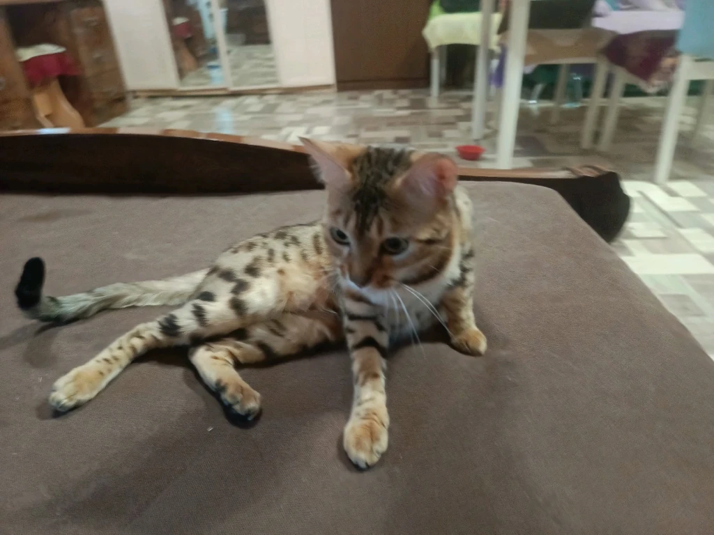 Бенгальская кошка