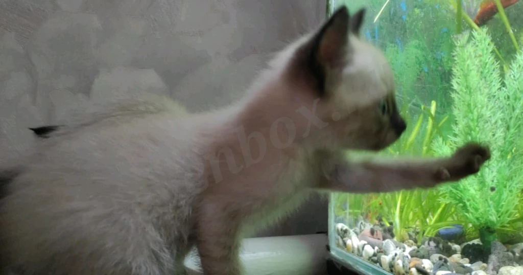 Чистокровные тайские котята