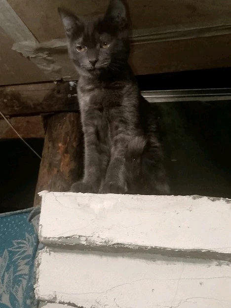 Британские, отдам даром.