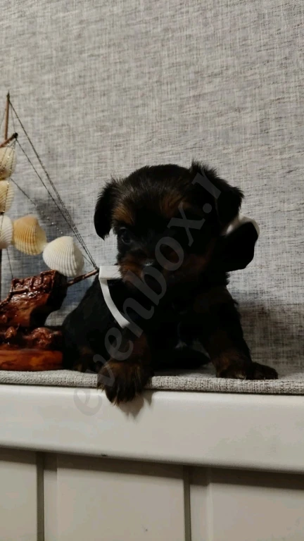 Йоркширский терьер