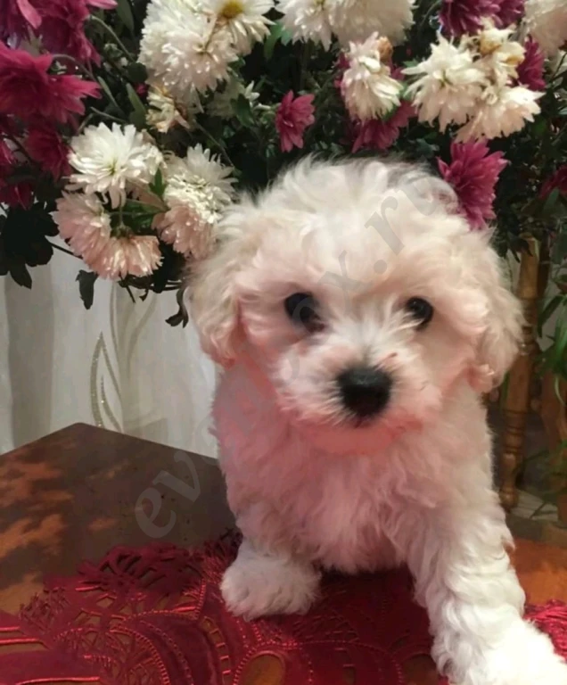 Бишон Фризе