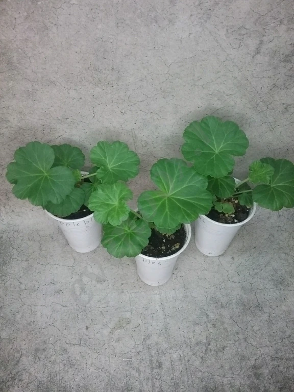 Пеларгония герань Appleblossom rosebud, Brocade salmon night