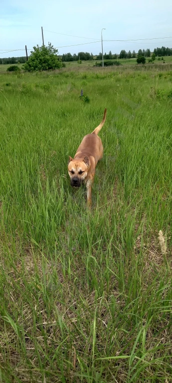 Щенки Американского Питбуля