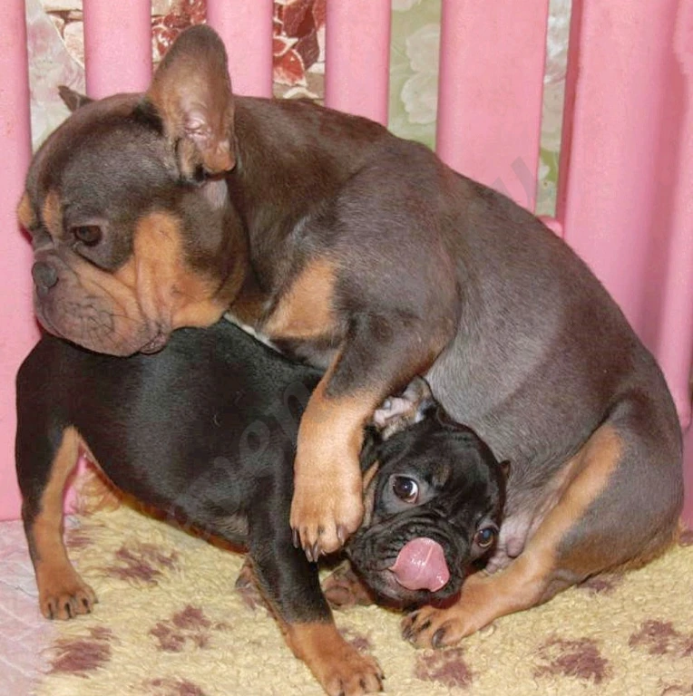 Щеночки французского бульдога