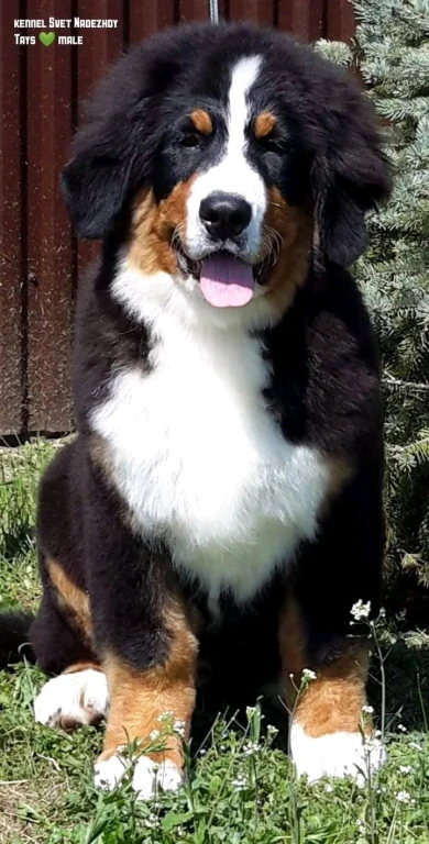 Бернский Зенненхунд щенки РКФ
