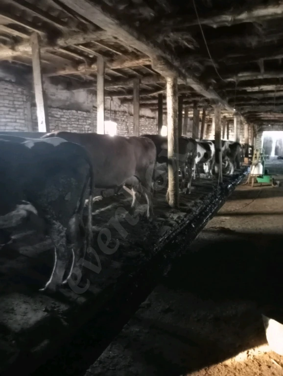 Участок с фермой