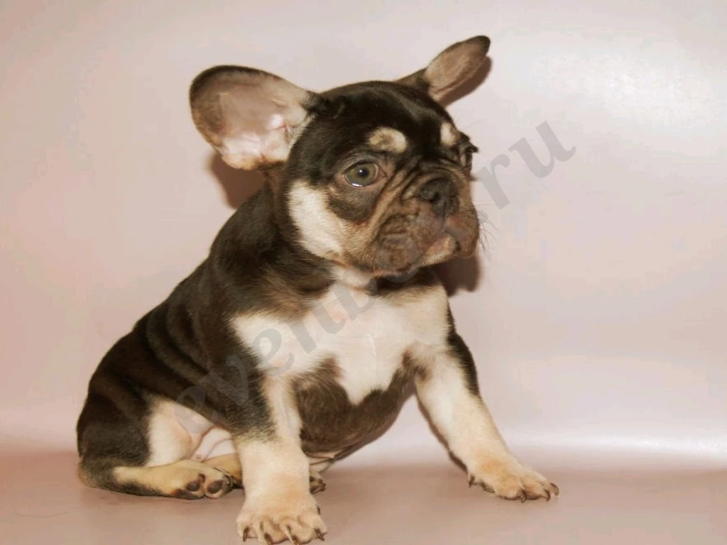 Щеночки французского бульдога
