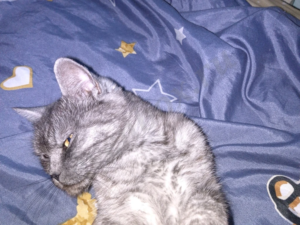 Отдаю срочно, кошка шотландская