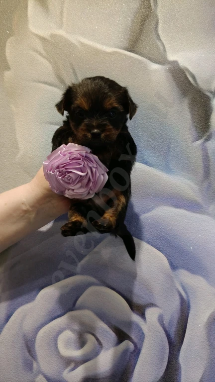 Йоркширский терьер