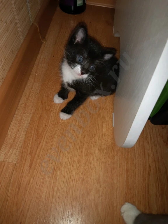 Отдам даром